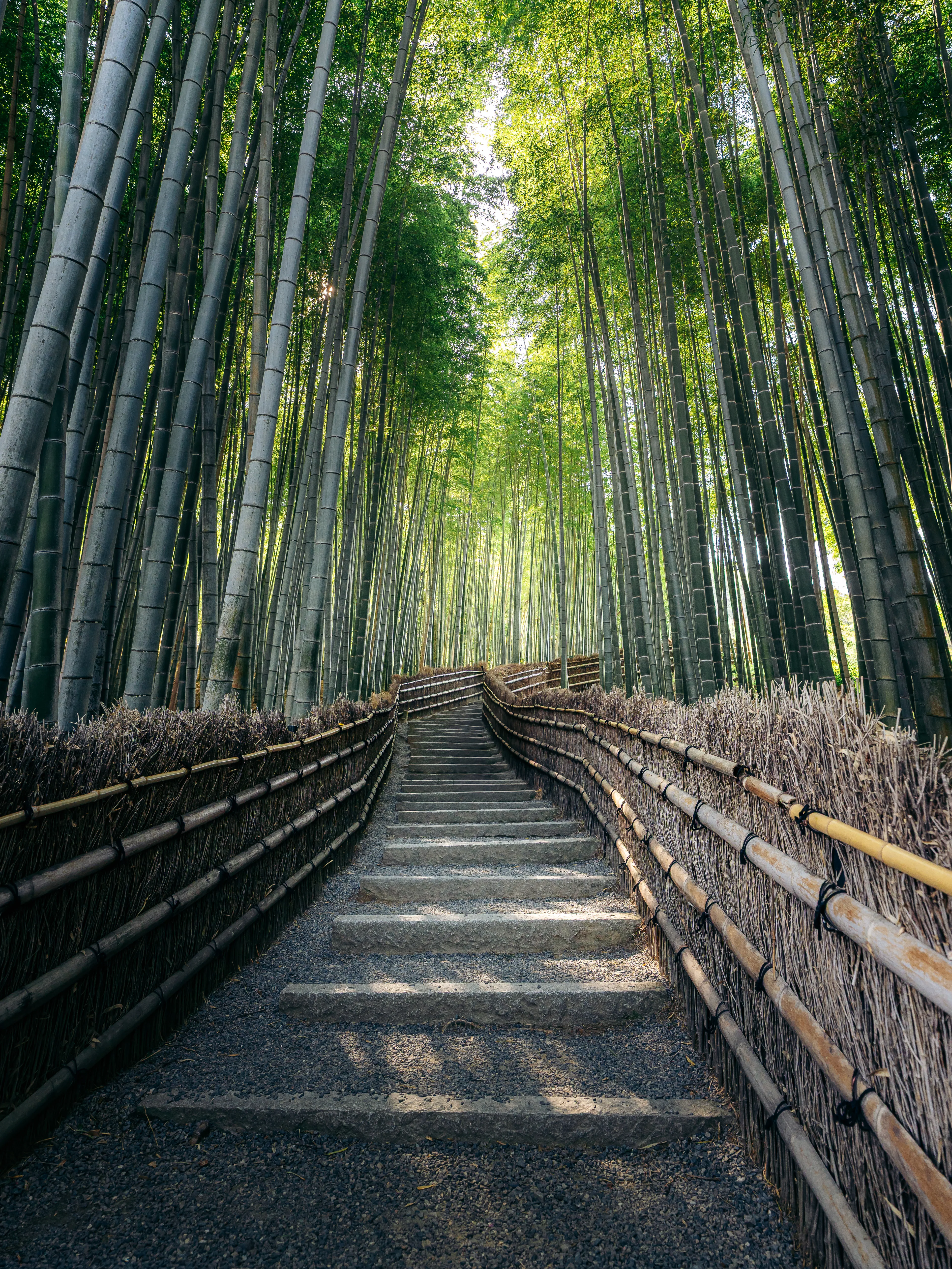 Forêt de bambous d'Arashiyama, Kyoto — Ricardo Speliers photographe